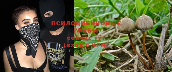 прущие грибы Березники